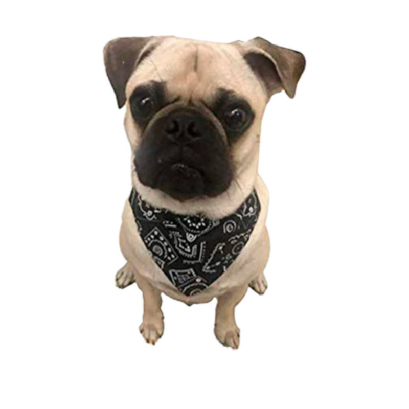 Cargue la imagen en el visor de la galería, Collar con Pañoleta Mascota PAÑOLETA
